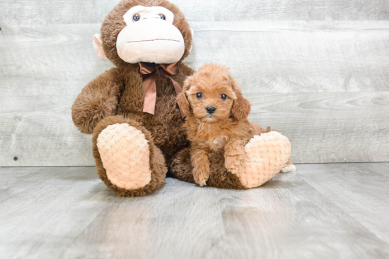 Funny Cavapoo Poodle Mix Pup