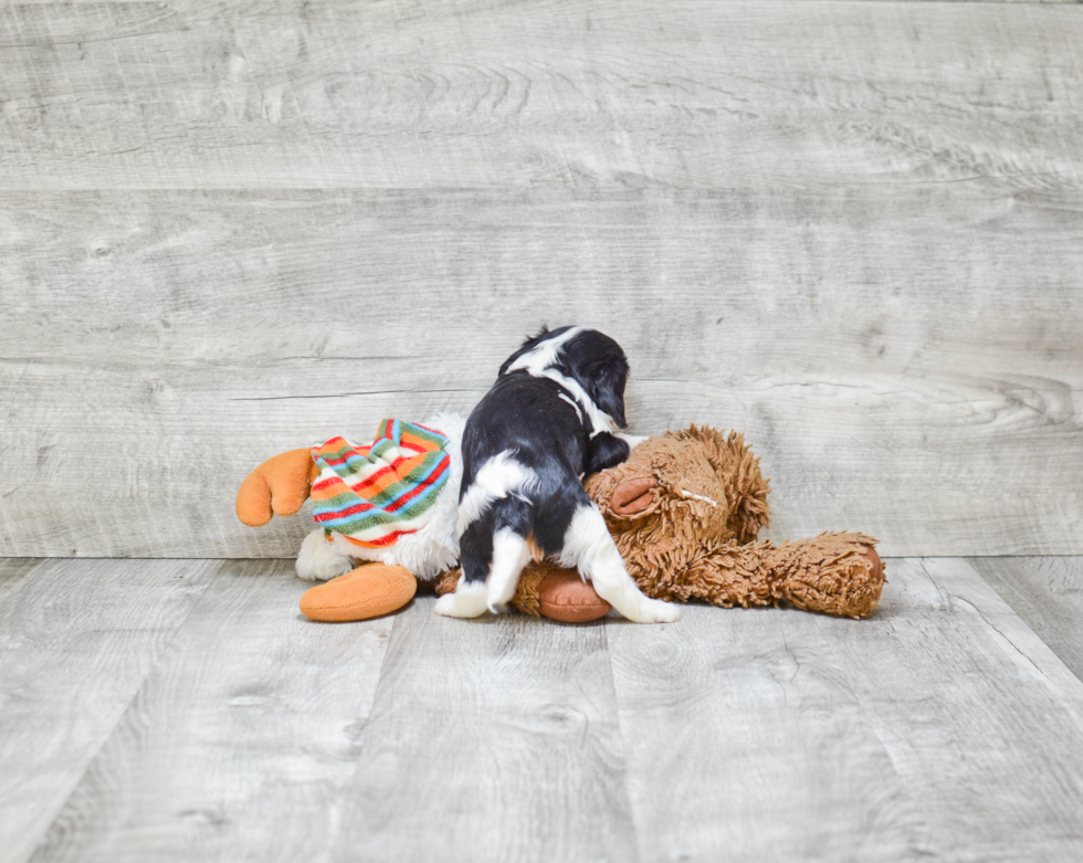 Cavalier King Charles Spaniel Pup Being Cute