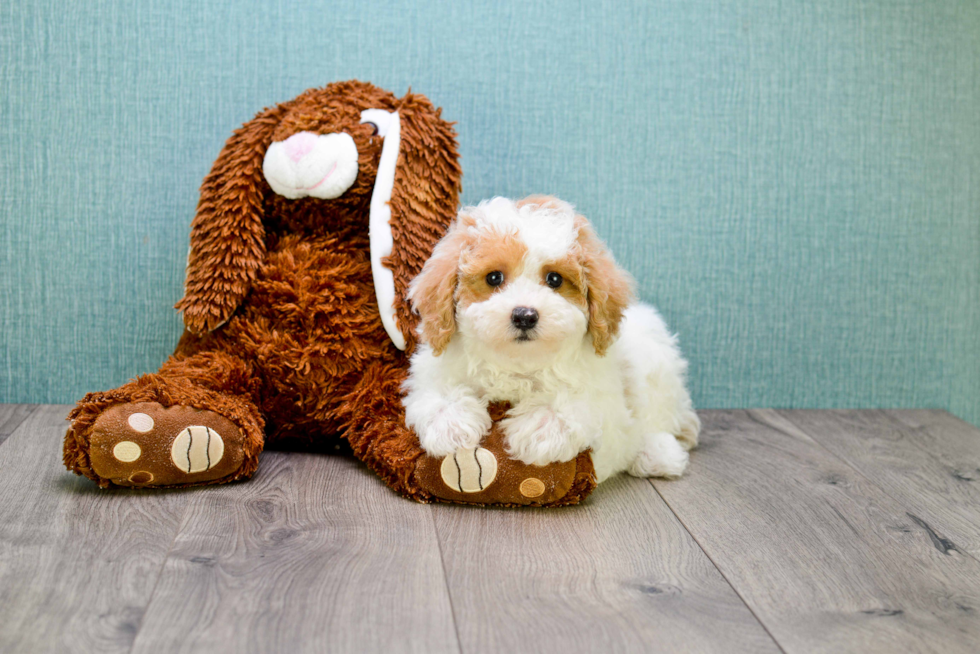 Best Cavapoo Baby