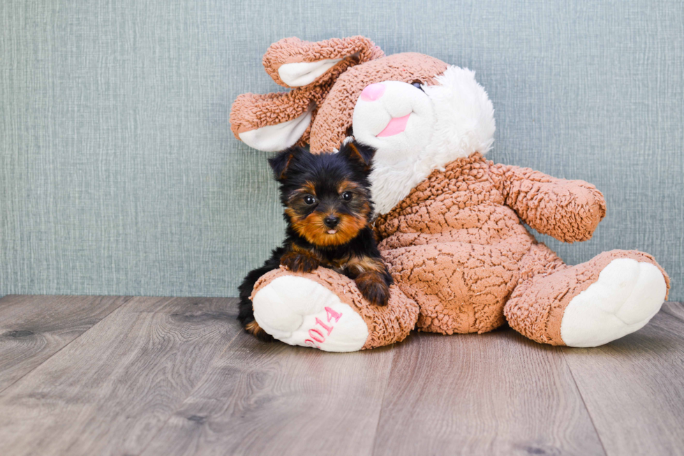 Meet Nugget - our Yorkshire Terrier Puppy Photo 