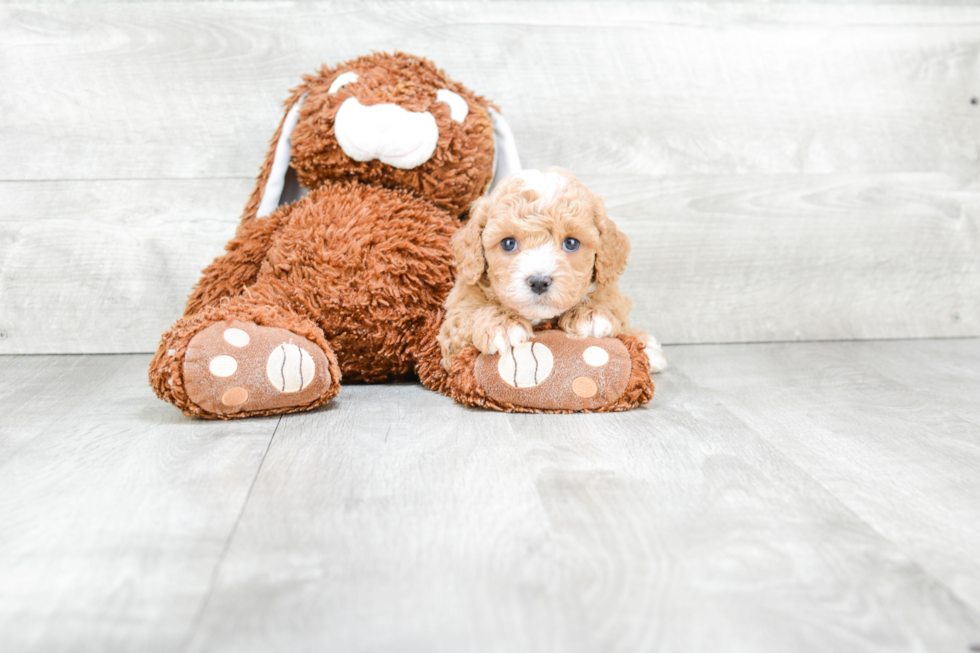 Best Cavapoo Baby