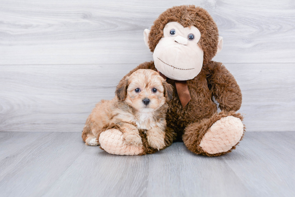 Petite Mini Bernedoodle Poodle Mix Pup