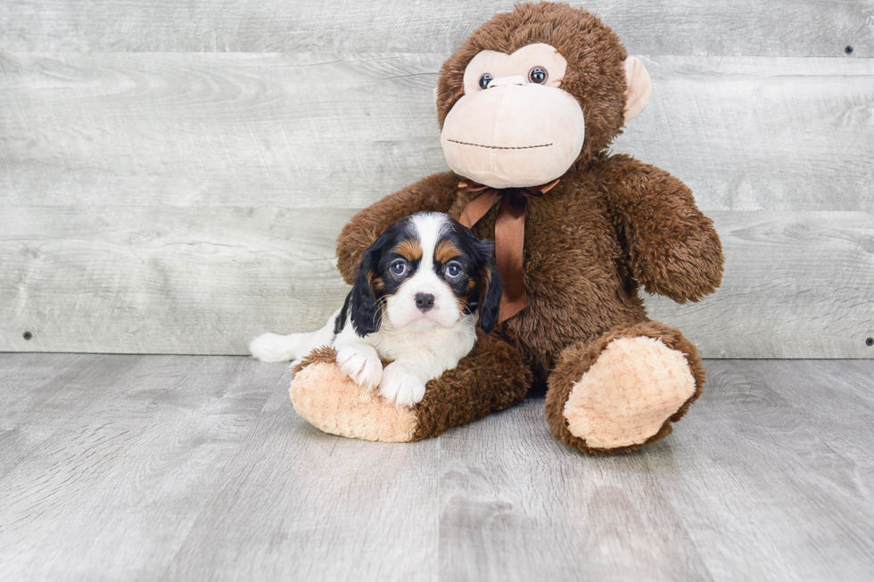 Best Cavalier King Charles Spaniel Baby