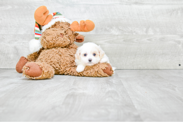 Fluffy Maltipoo Poodle Mix Pup