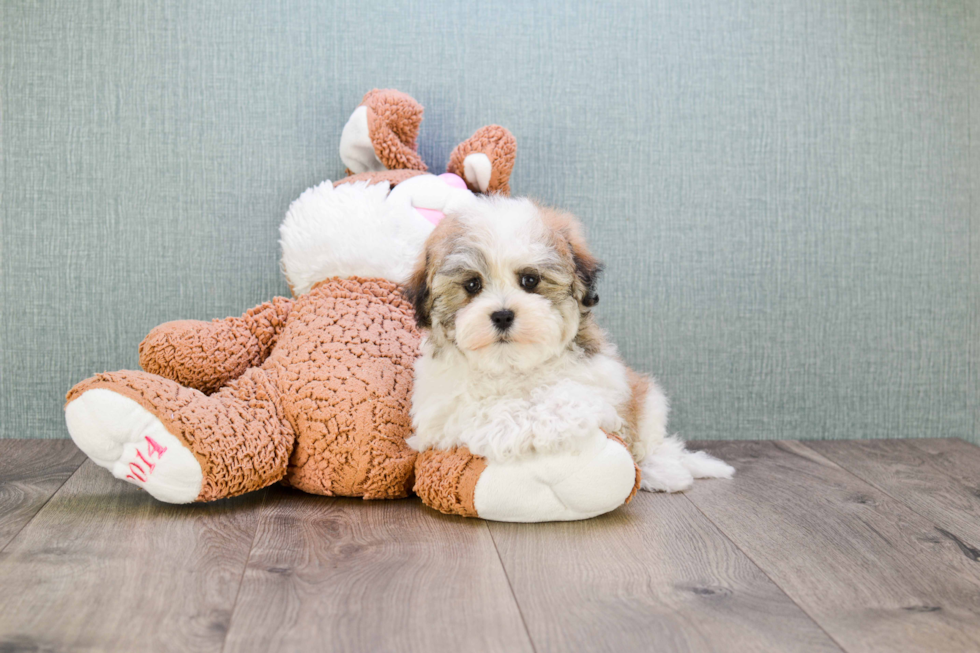 Havanese Puppy for Adoption