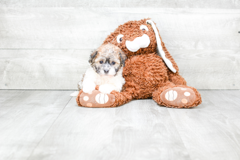 Best Havanese Baby