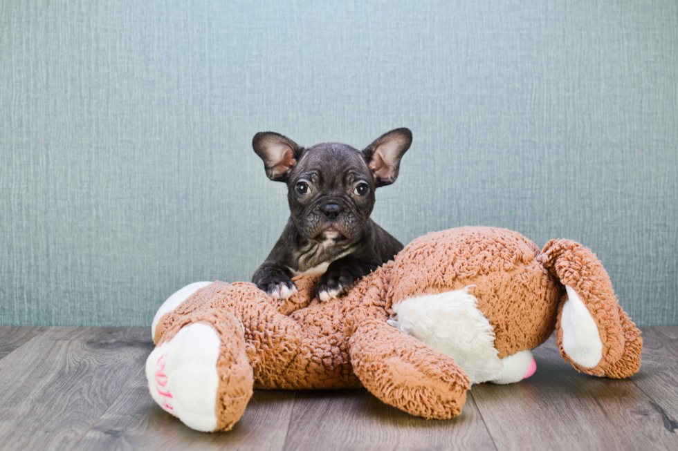 Energetic Frenchie Purebred Puppy