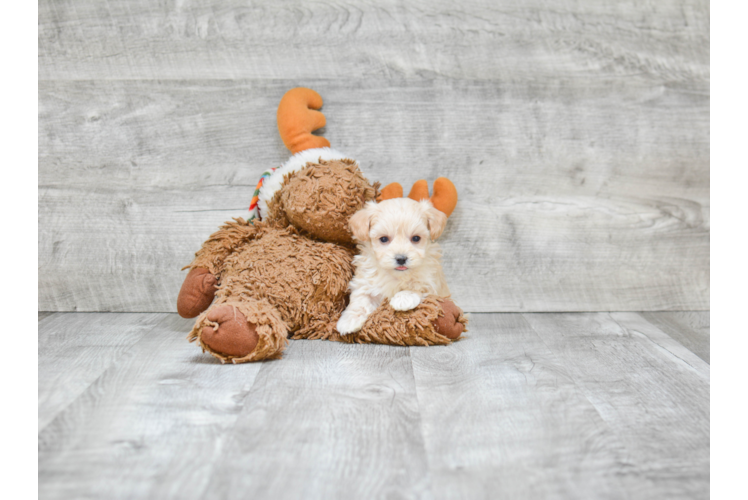 Maltipoo Puppy for Adoption