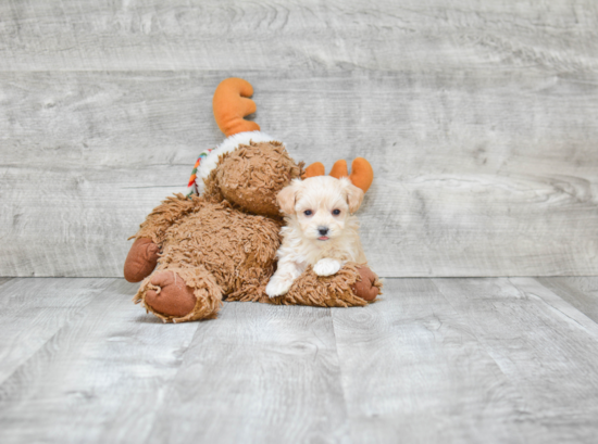 Maltipoo Puppy for Adoption