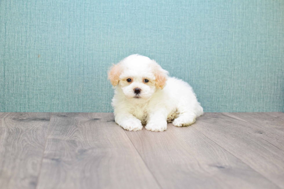 Smart Maltipoo Poodle Mix Pup