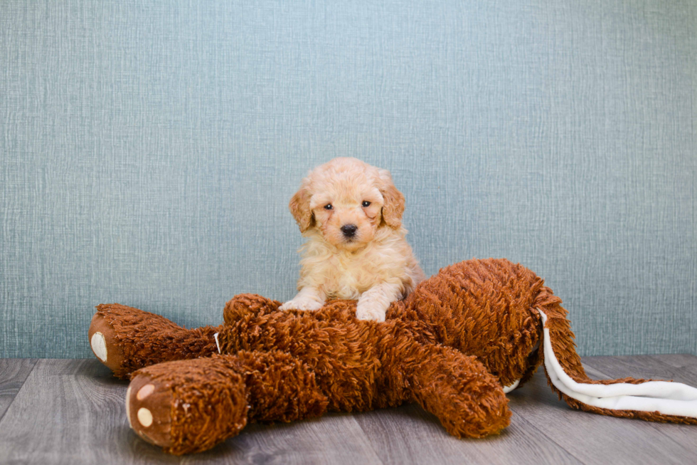 Mini Goldendoodle Puppy for Adoption