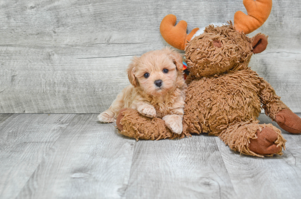 Happy Maltipoo Baby