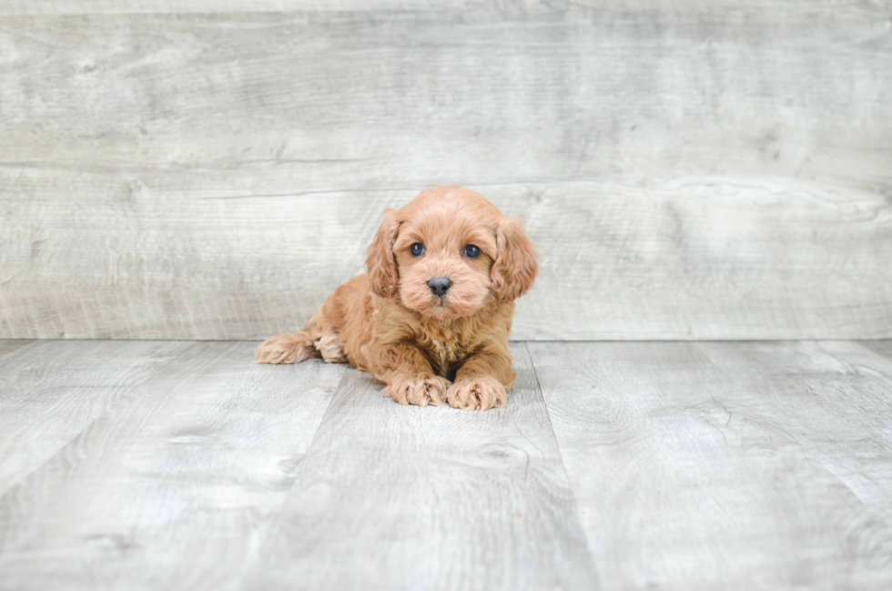 Friendly Cockapoo Baby