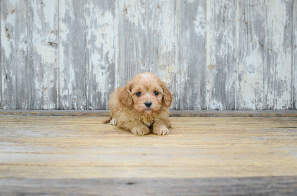 Cavachon Pup Being Cute