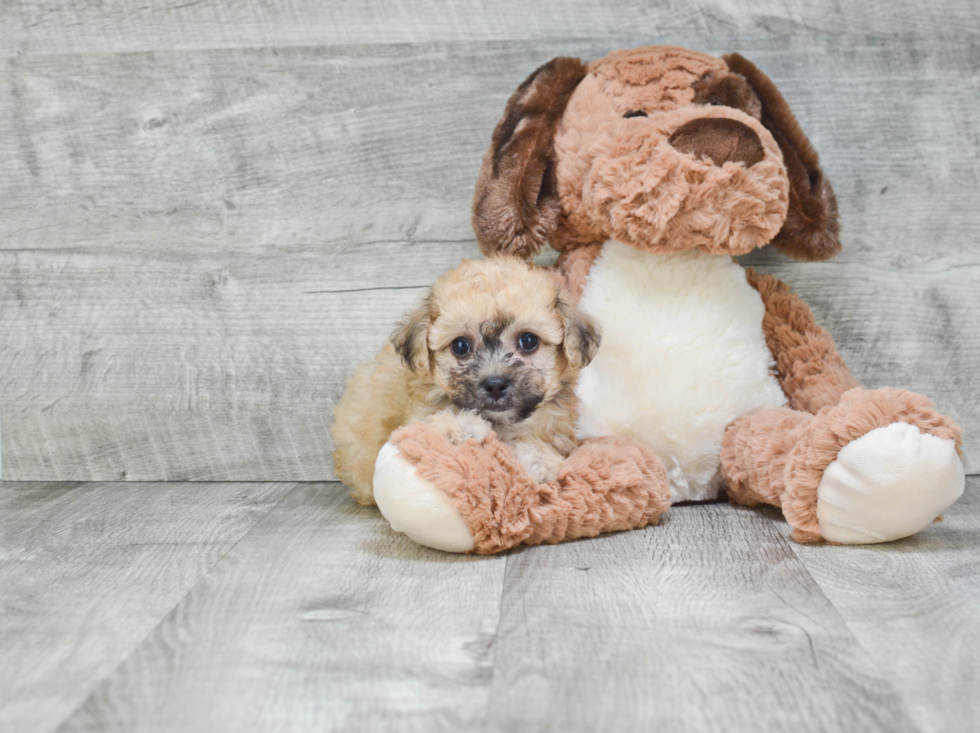 Fluffy Maltipoo Poodle Mix Pup