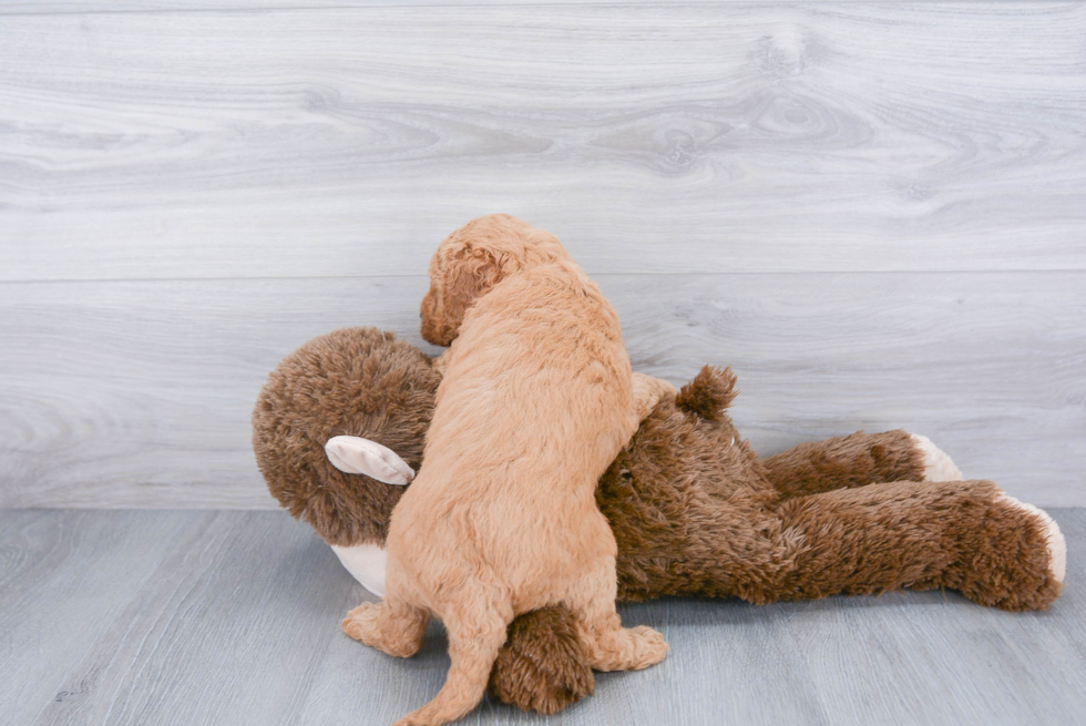 Fluffy Mini Goldendoodle Poodle Mix Pup