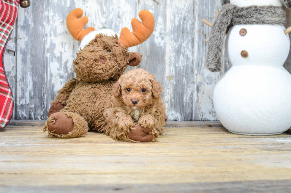 Sweet Pudle Purebred Puppy