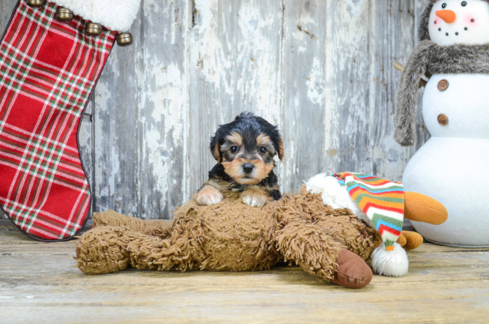 Morkie Puppy for Adoption