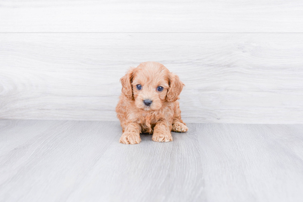 Fluffy Cavapoo Poodle Mix Pup