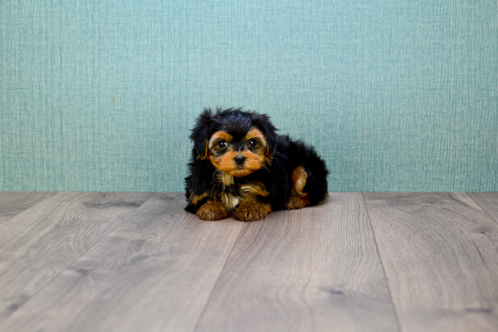 Meet Twinkle - our Yorkshire Terrier Puppy Photo 