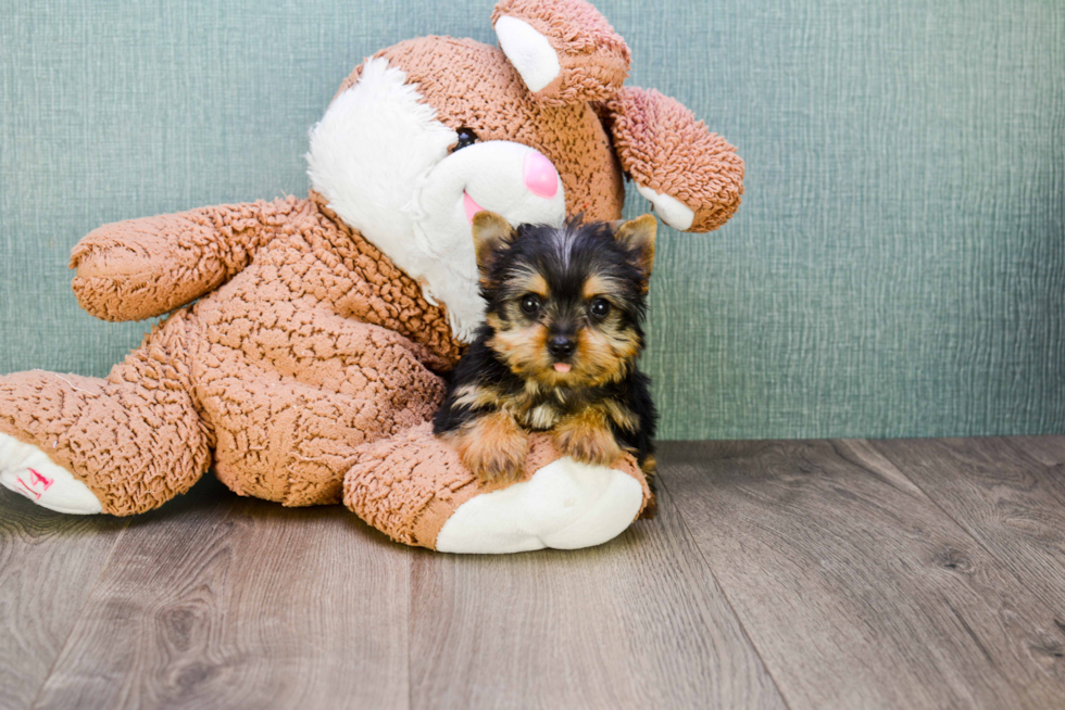 Meet Chase - our Yorkshire Terrier Puppy Photo 