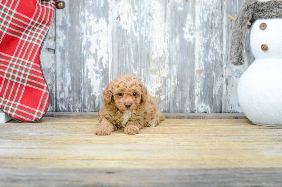 Playful Poodle Baby