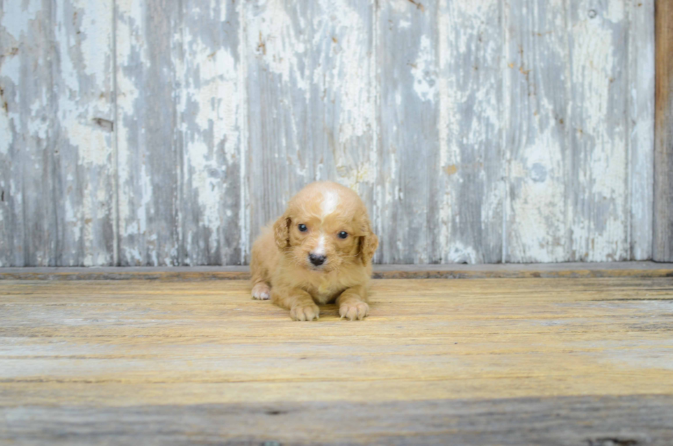 Mini Goldendoodle Pup Being Cute