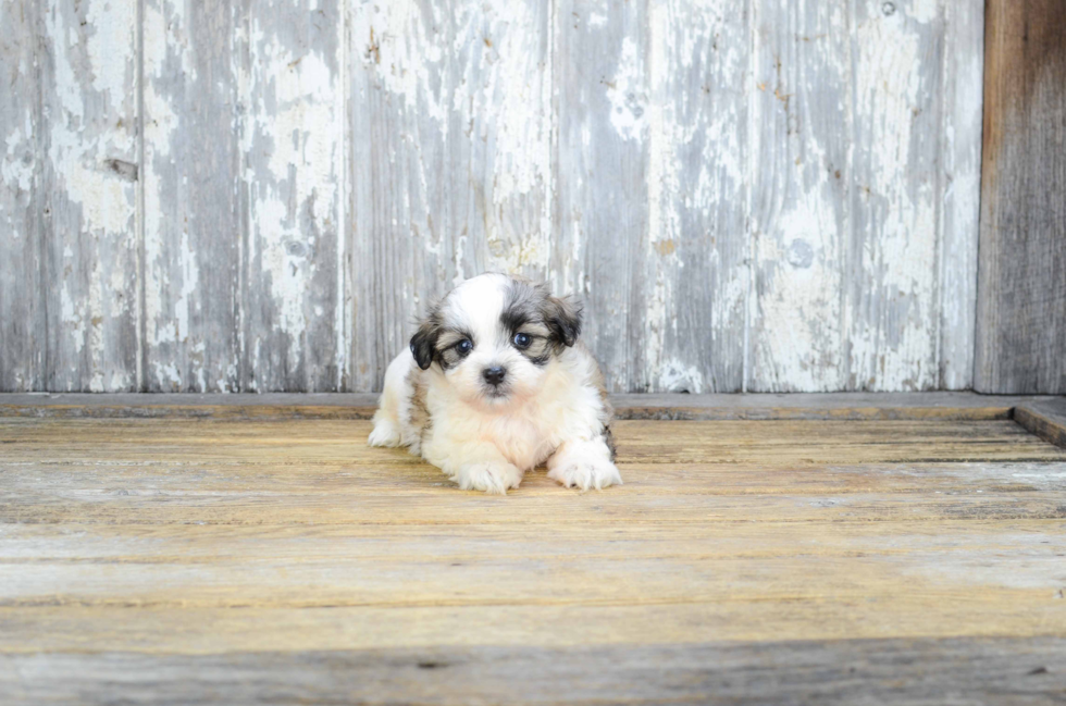 Smart Teddy Bear Designer Pup