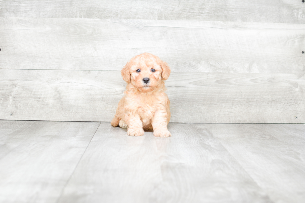 Hypoallergenic Golden Retriever Poodle Mix Puppy