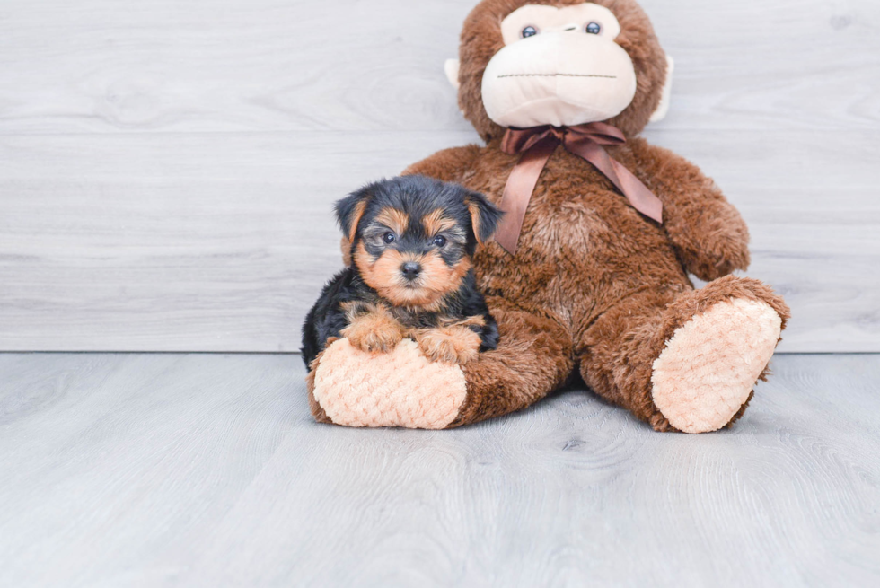 Meet Bella - our Yorkshire Terrier Puppy Photo 