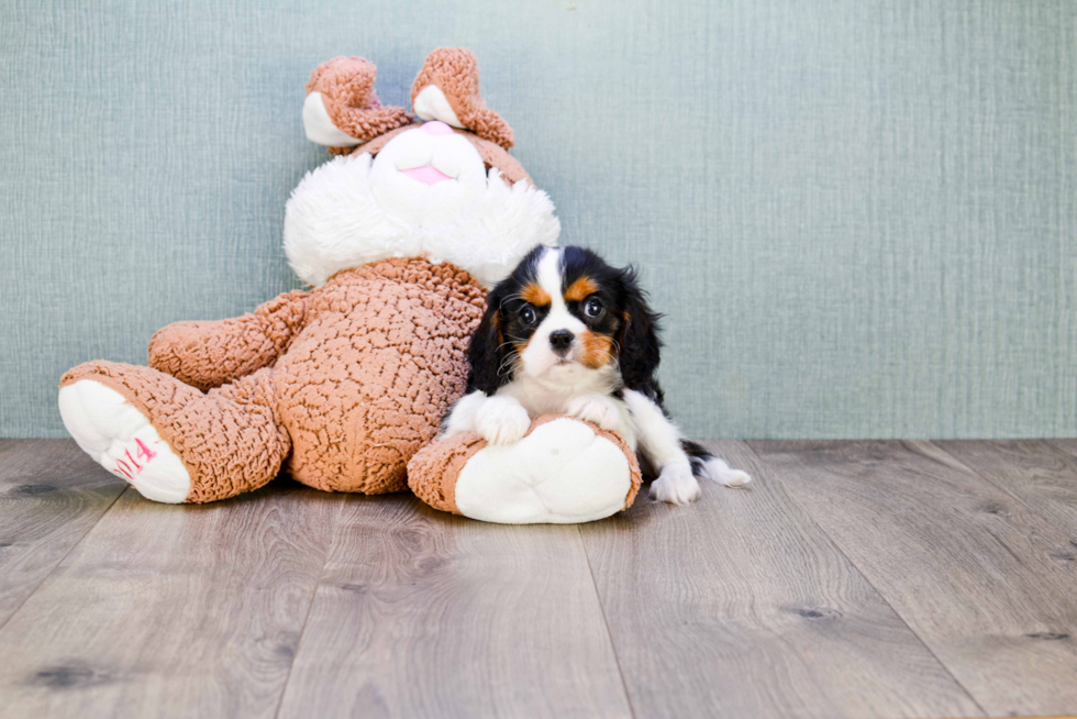 Cavalier King Charles Spaniel Pup Being Cute