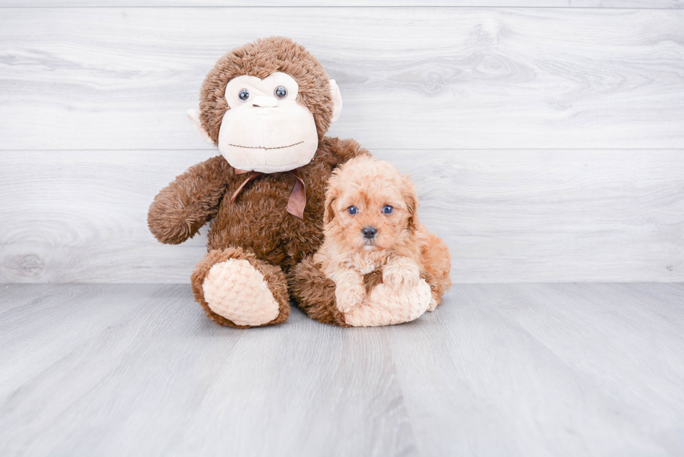 Happy Cavapoo Baby