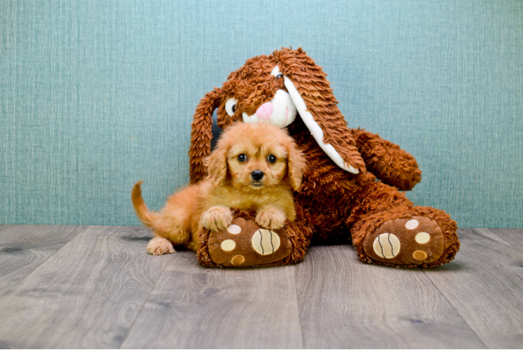 Little Cavoodle Poodle Mix Puppy