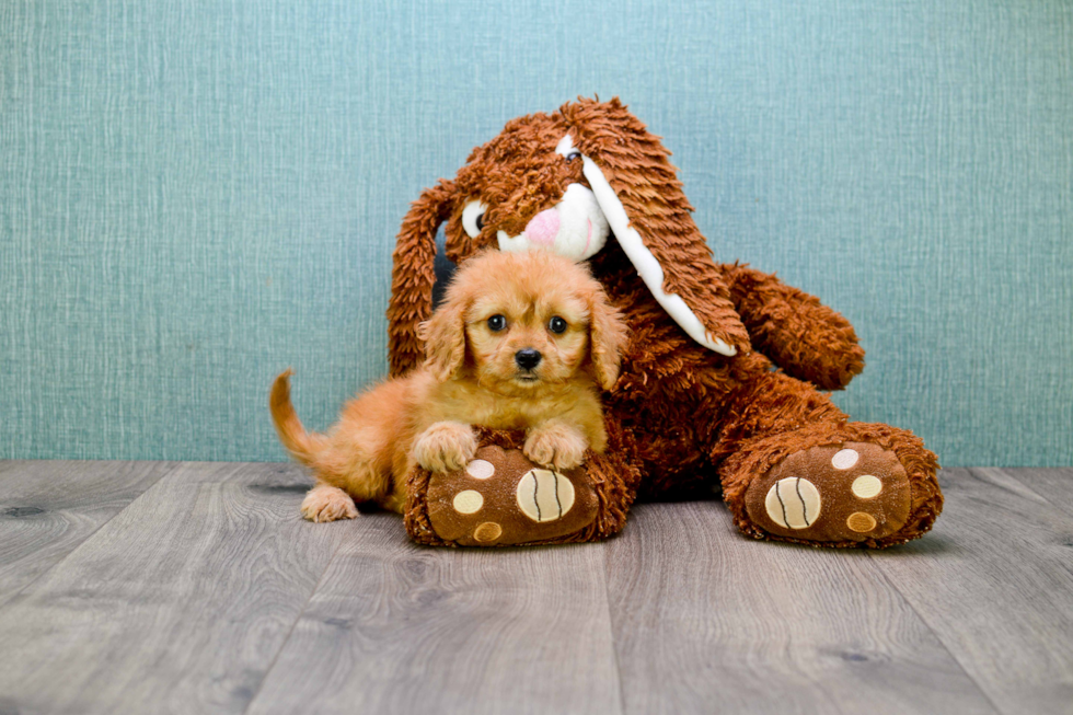 Little Cavoodle Poodle Mix Puppy