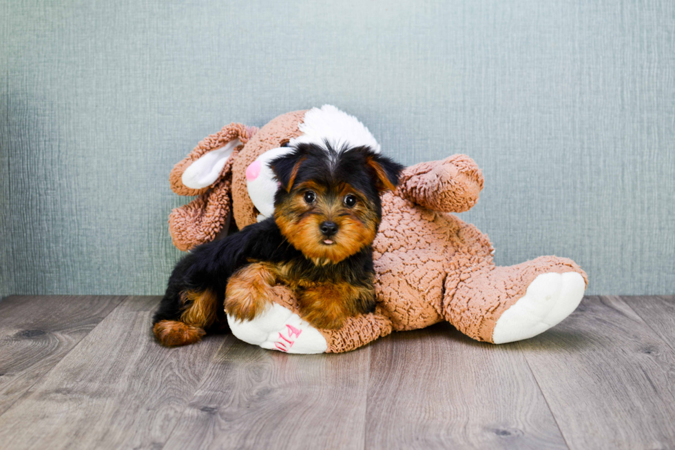 Meet Lisa - our Yorkshire Terrier Puppy Photo 