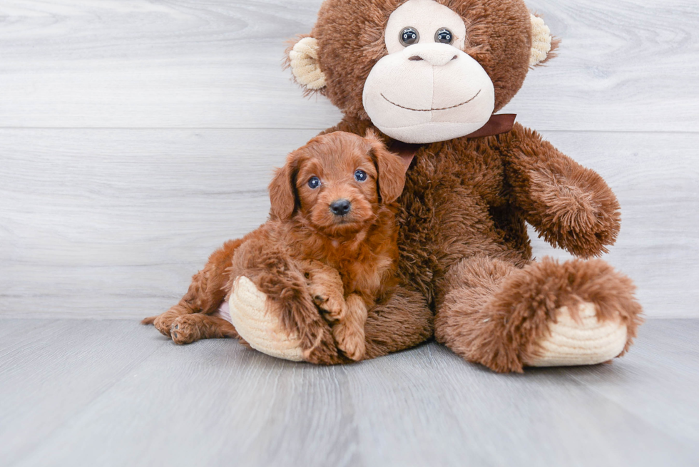 Mini Goldendoodle Puppy for Adoption