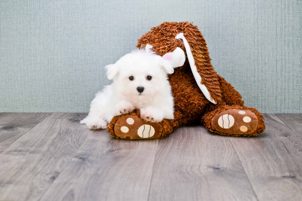 Playful Maltese Purebred Pup