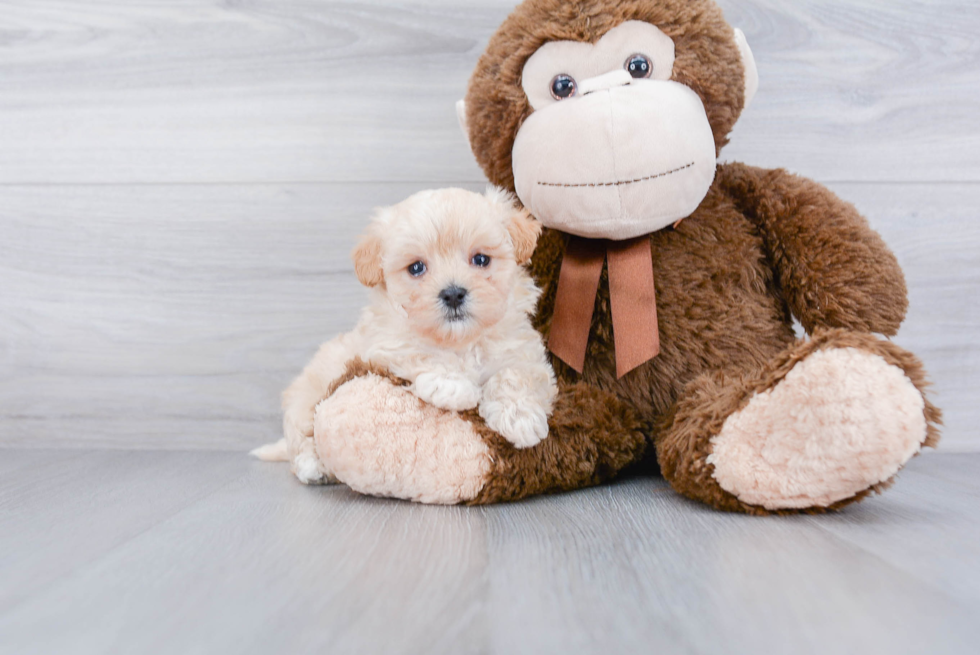 Friendly Maltipoo Baby