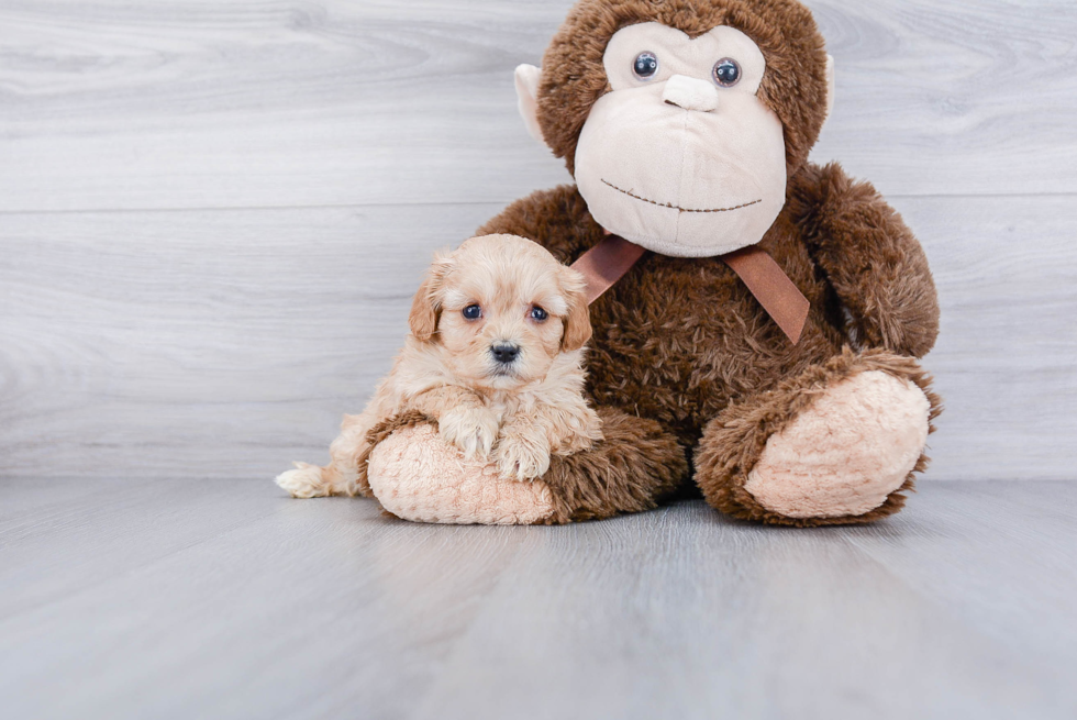 Best Cavachon Baby