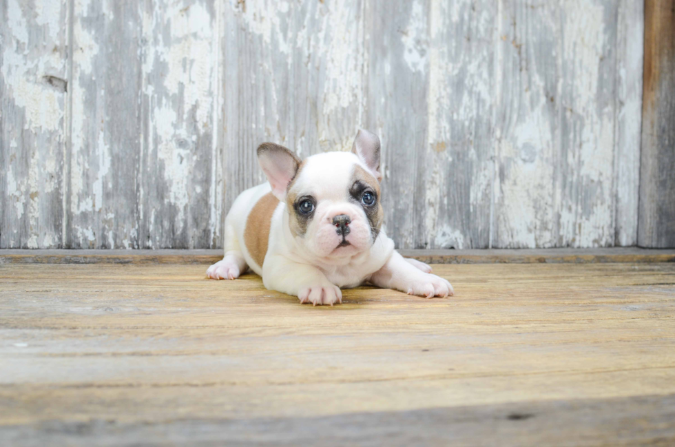 Hypoallergenic French Bulldog Purebred Pup