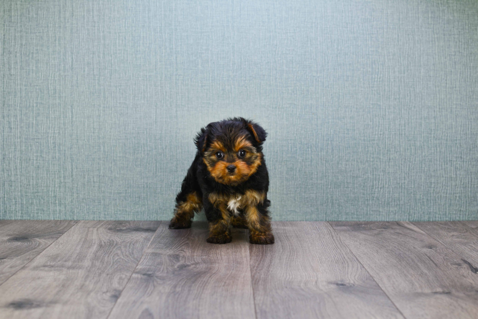 Meet Nugget - our Yorkshire Terrier Puppy Photo 