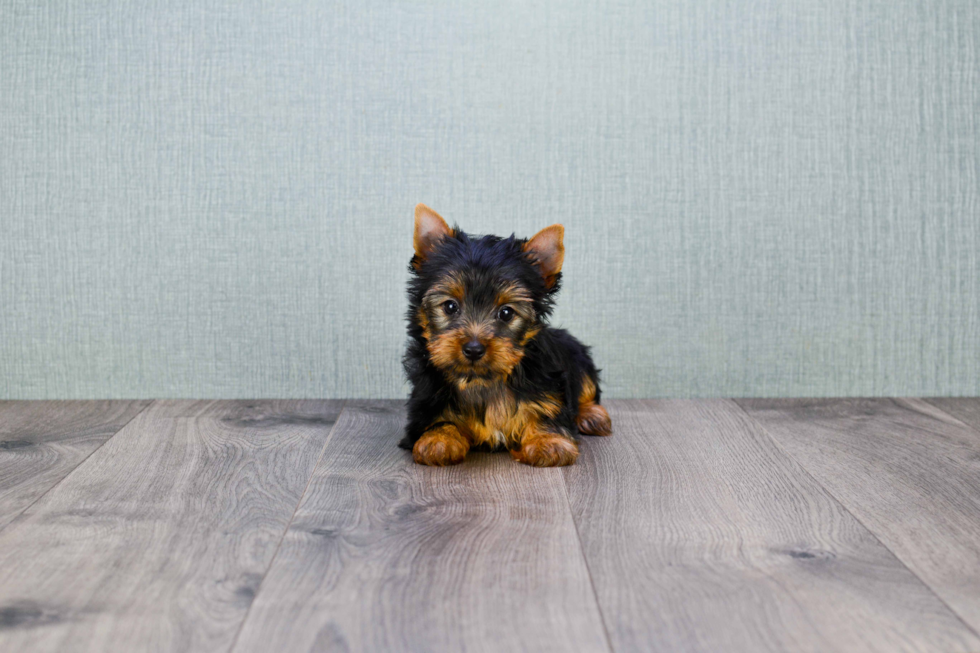 Meet Izzie - our Yorkshire Terrier Puppy Photo 