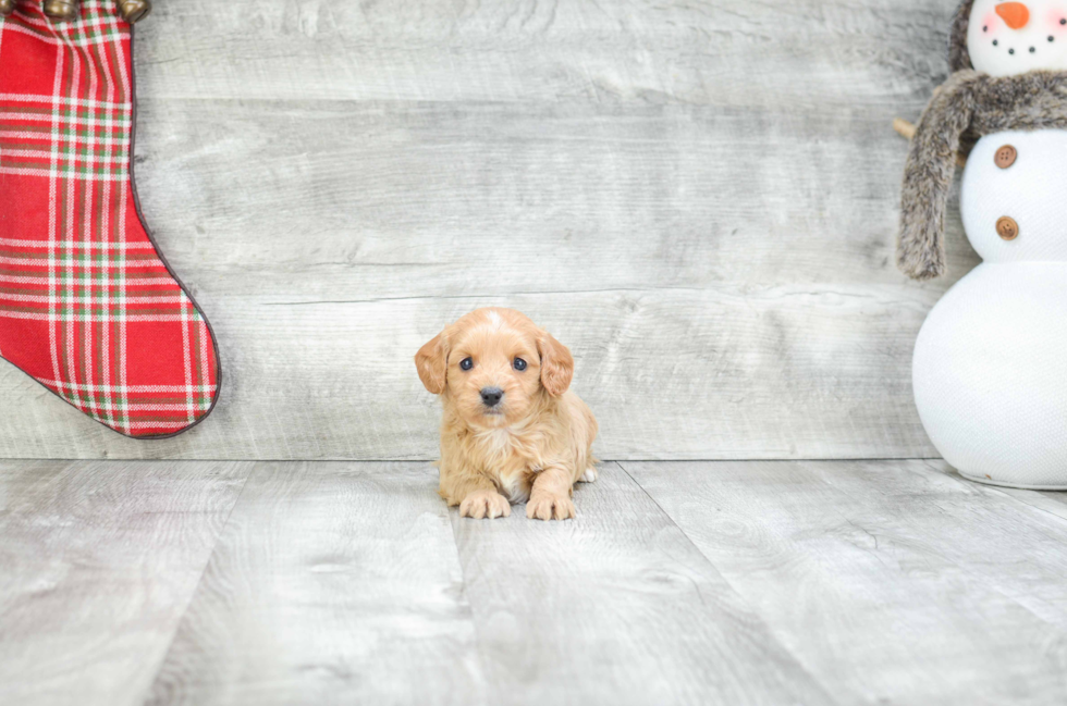 Happy Cavapoo Baby