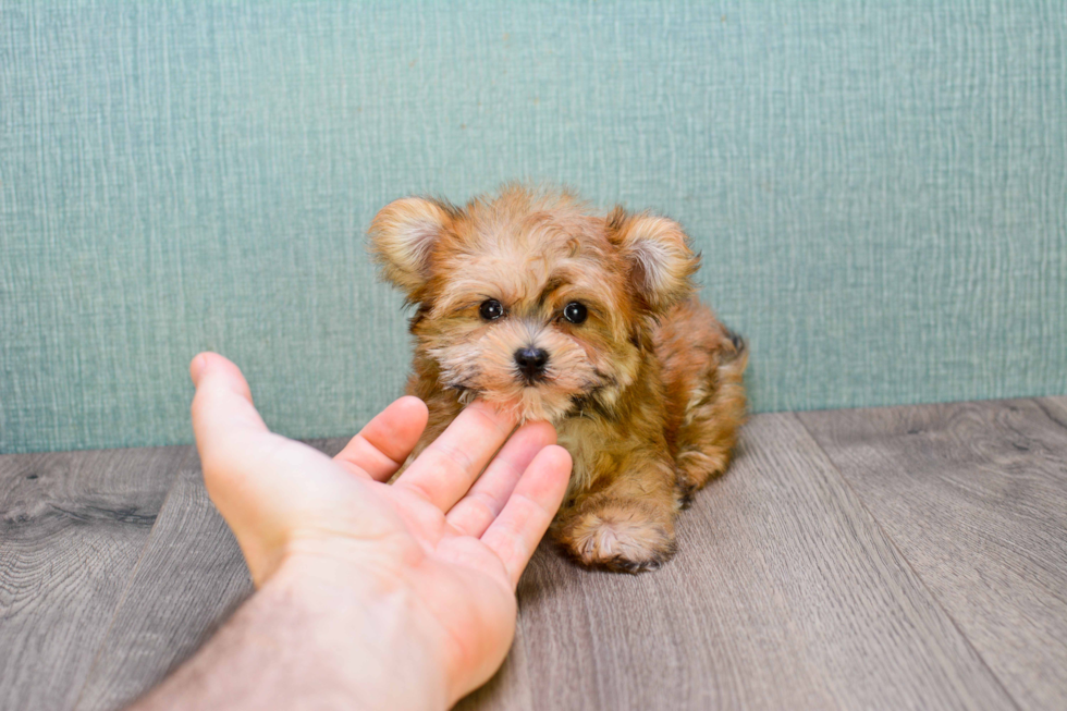 Morkie Pup Being Cute