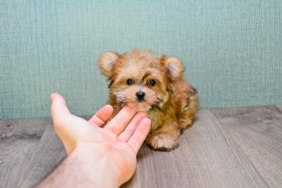 Morkie Pup Being Cute