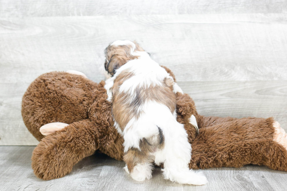 Friendly Teddy Bear Baby