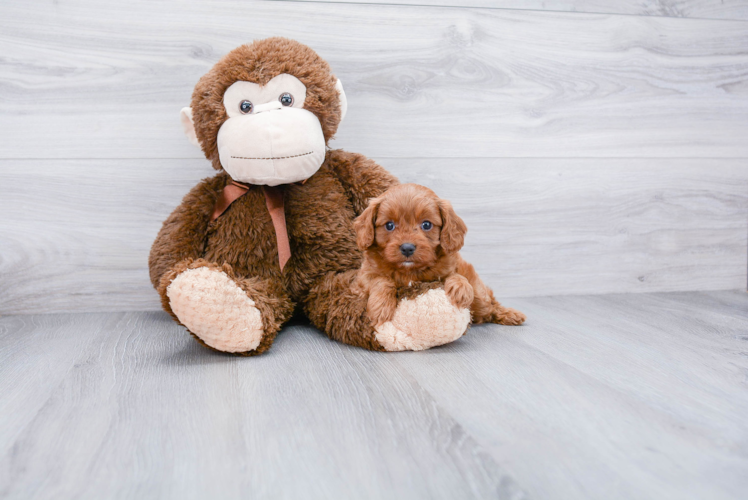 Sweet Cavapoo Baby