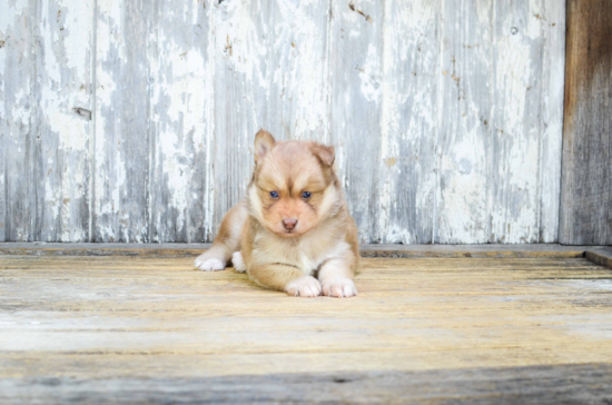 Best Pomsky Baby