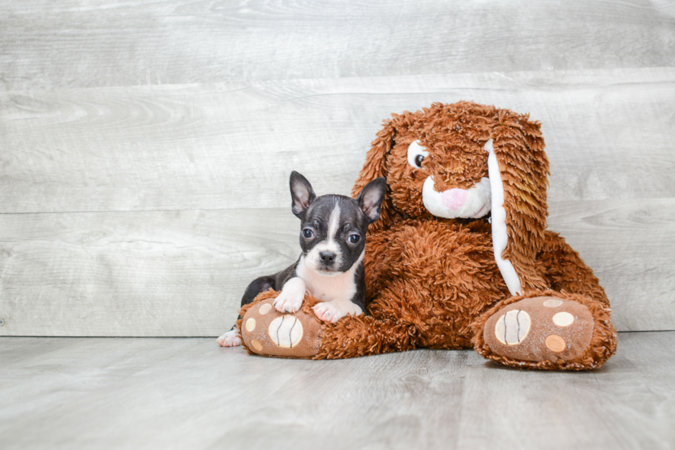 Best Boston Terrier Baby