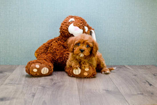 Best Cavapoo Baby